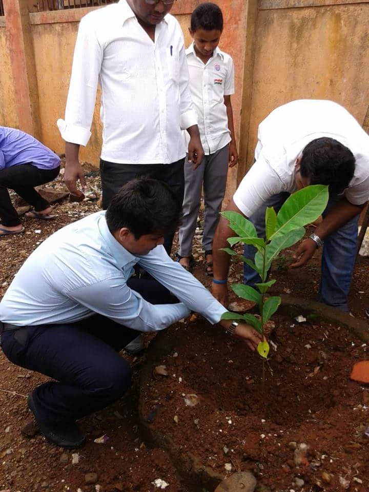 tree plantation