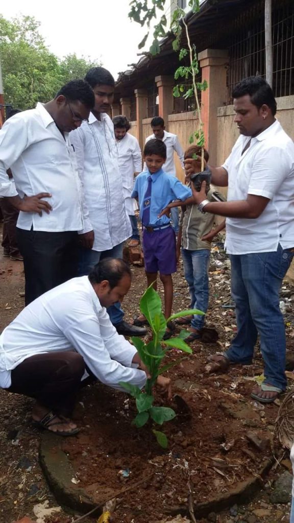 tree plantation